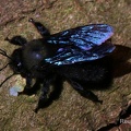 Blaue Holzbiene (Xylocopa violacea)
