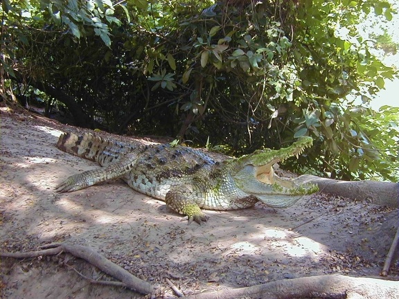 Krokodil(  (Crocodylus sp.)