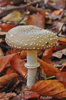 Pantherpilz  (Amanita pantherina)