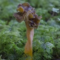 Trompetenpfifferling  Craterellus tubaeformis  Kalle