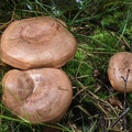 Rotbrauner Eichen-Milchling (Lactarius quietus)