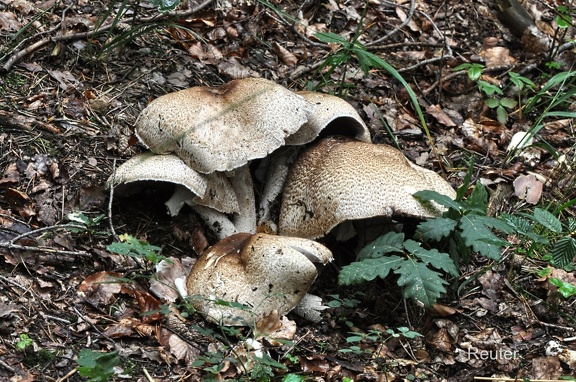 Riesenchampignon (Agaricus augustus)