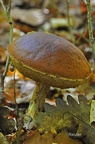 Maronen-Röhrling Braunkappe (Boletus badius) 