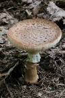 Pantherpilz (Amanita pantherina)