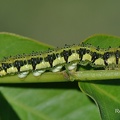 Alfalfa Butterfly-Raupe (Colias eurytheme)