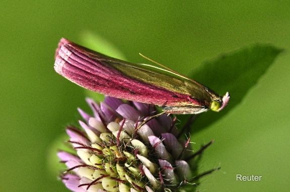 Rhabarberzünsler (Oncocera semirubella)