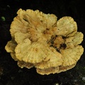 Gemeiner Schwefelporling (Laetiporus sulphureus)