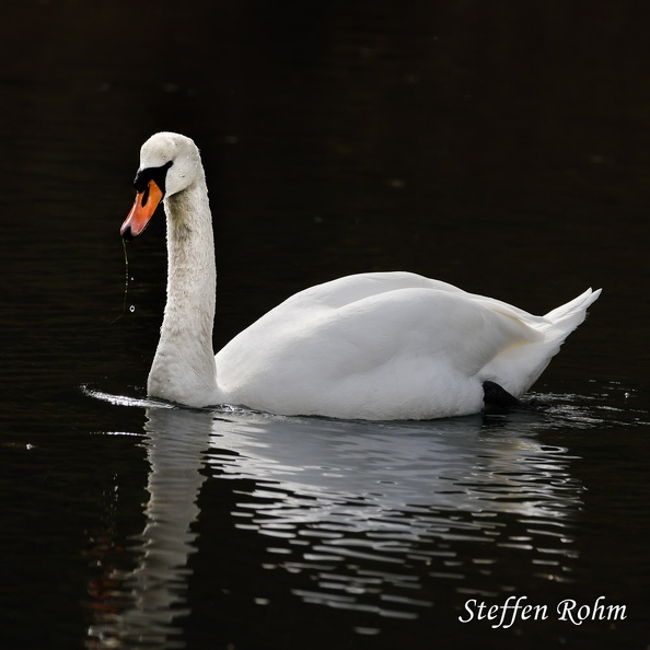 Hoeckerschwan (Cygnus olor) - White Swan - Männchen - Male