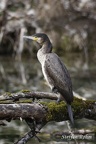 Kormoran - Great Cormorant - (Phalacrocorax carbo)