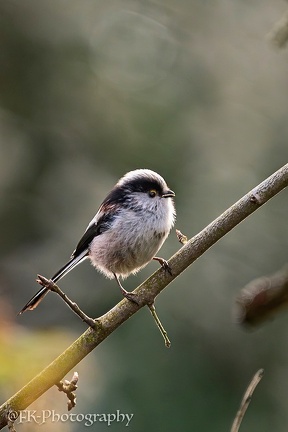 Schwanzmeise - (Aegithalos caudatus)