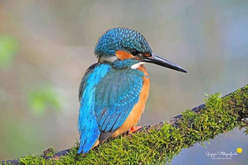 Eisvogel (Alcedo atthis)