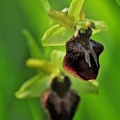 Große Spinnenragwurz (Ophrys sphegodes)