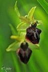 Große Spinnenragwurz (Ophrys sphegodes)