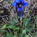 Echter Alpenenzian  (Gentiana clusii).jpg