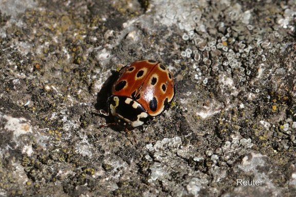 Augenmarienkäfer (Anatis ocellata)