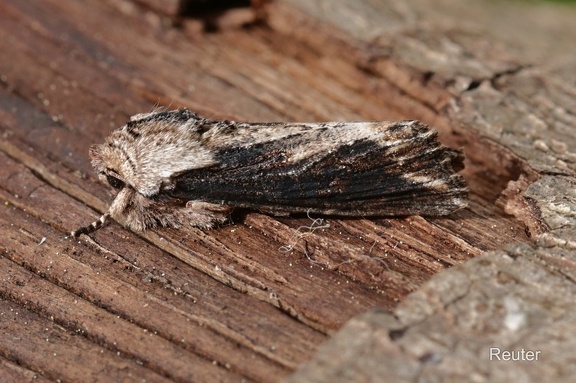 Holzrindeneule  (Egira conspicillaris)