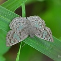 Glassy-winged Skipper (Xenophanes tryxus)