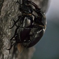 Hirschkäfer (Lucanus cervus)