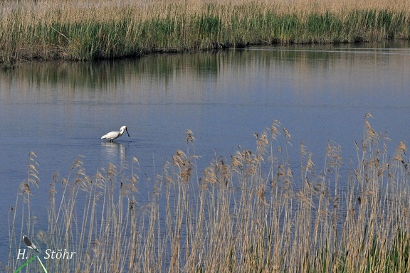 Löffler (Platalea leucorodia) im Ried