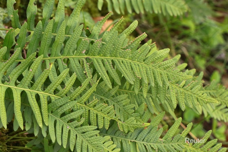 Gewöhnlicher Tüpfelfarn (Polypodium vulgare)