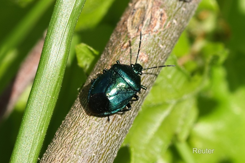 Blaugrüne Baumwanze (Zicrona caerulea)
Foto: Karl Reuter
Ort: Italien , Foggia
Kamera: Canon R7, EF 100mm 1:2,8 L IS USM
Blaugrüne Baumwanze (Zicrona caerulea).jpg