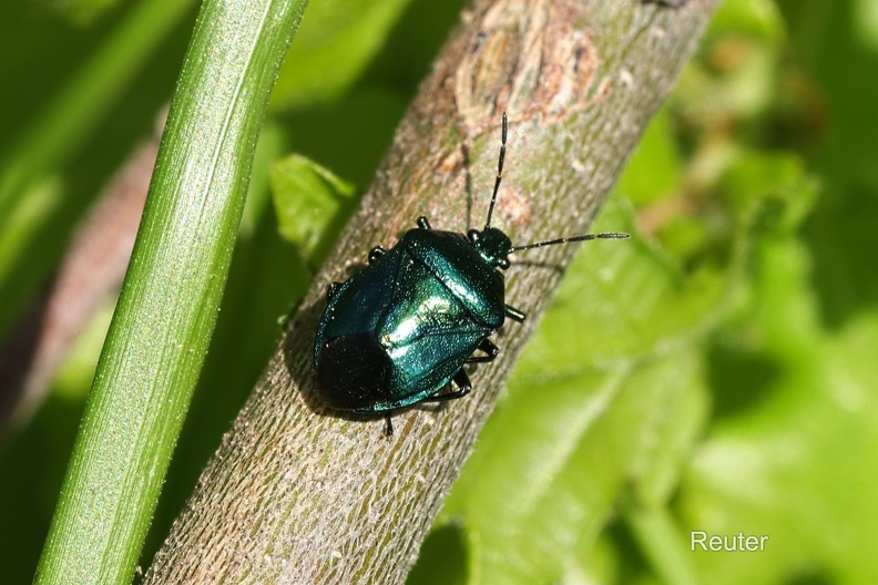 Blaugrüne Baumwanze (Zicrona caerulea)