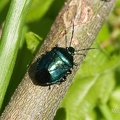 Blaugrüne Baumwanze (Zicrona caerulea)