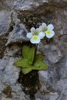 Alpen-Fettkraut (Pinguicula alpina)