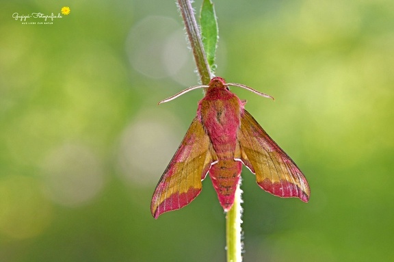 Kleiner Weinschwärmer (Deilephila porcellus)