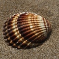 Warzige Herzmuschel (Acanthocardia tuberculata)