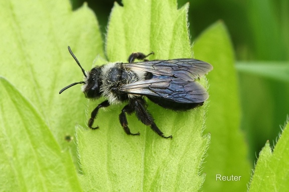 Graue Sandbiene (Andrena cineraria)