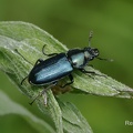 Kleiner Rehschröter (Platycerus caraboides)