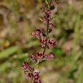 Braunrote Stendelwurz (Epipactis atrorubens)