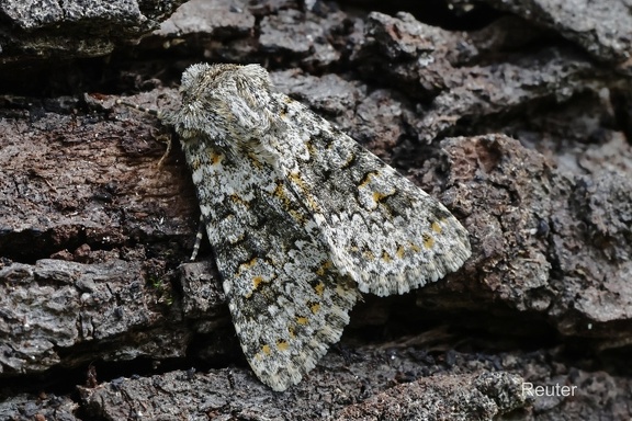 Kompasslattich-Eule (Hecatera dysodea)
