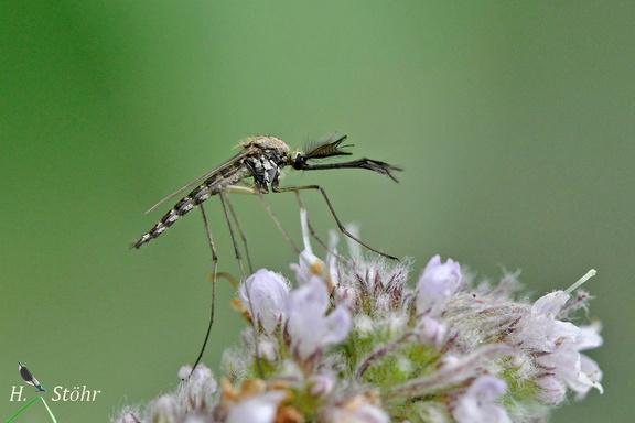 Rheinschnake (Aedes vexans)