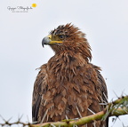 Raubadler (Aquila rapax)