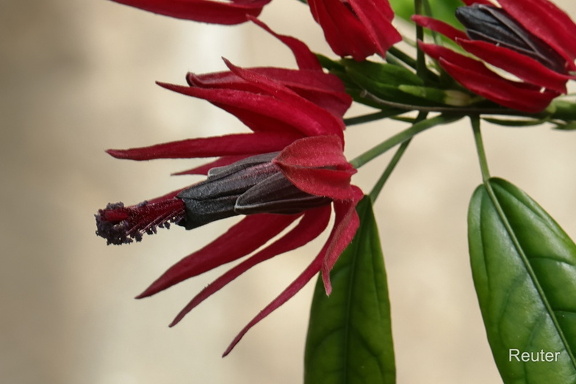 Brasilianische Malve (Pavonia multiflora)
