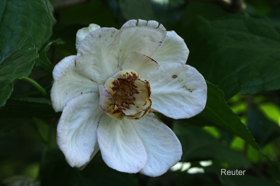 Chinesischer Gewürzstrauch Calycanthus chinensis)