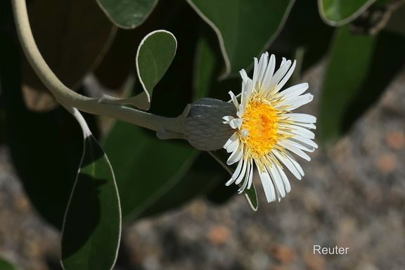 Baum-Aster (Pachystegia insignis, Olearia insignis)