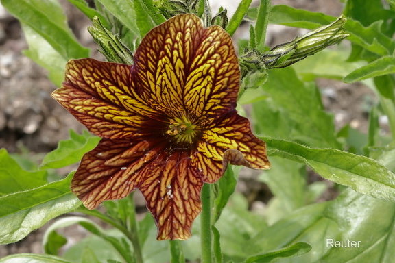 Trompetenzunge (Salpiglossis sinuata)