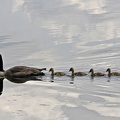 Kanadagans (Branta canadensis)