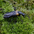 Schmalflügliger Pelzbienenölkäfer (Sitaris muralis)