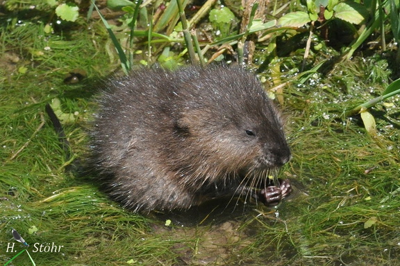 Bisam (Ondatra zibethicus)