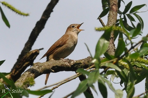 Nachtigall (Luscinia megarhynchos)