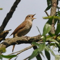 Nachtigall (Luscinia megarhynchos)