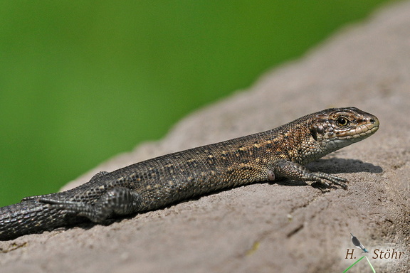 Waldeidechse (Zootoca vivipara)