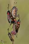 Sechsfleck-Widderchen (Zygaena filipendulae)