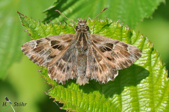 Malven-Dickkopffalter (Carcharodus alceae)