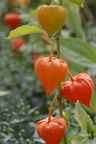 Lampionblume (Physalis alkekengi)