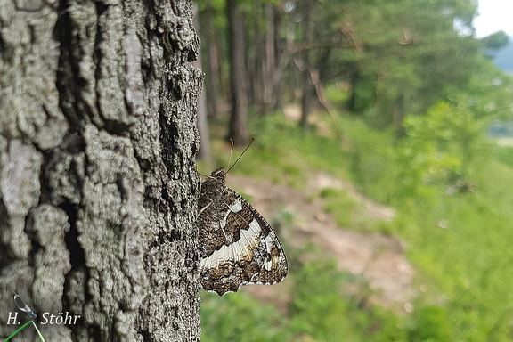 Weißer Waldportier (Brintesia circe)